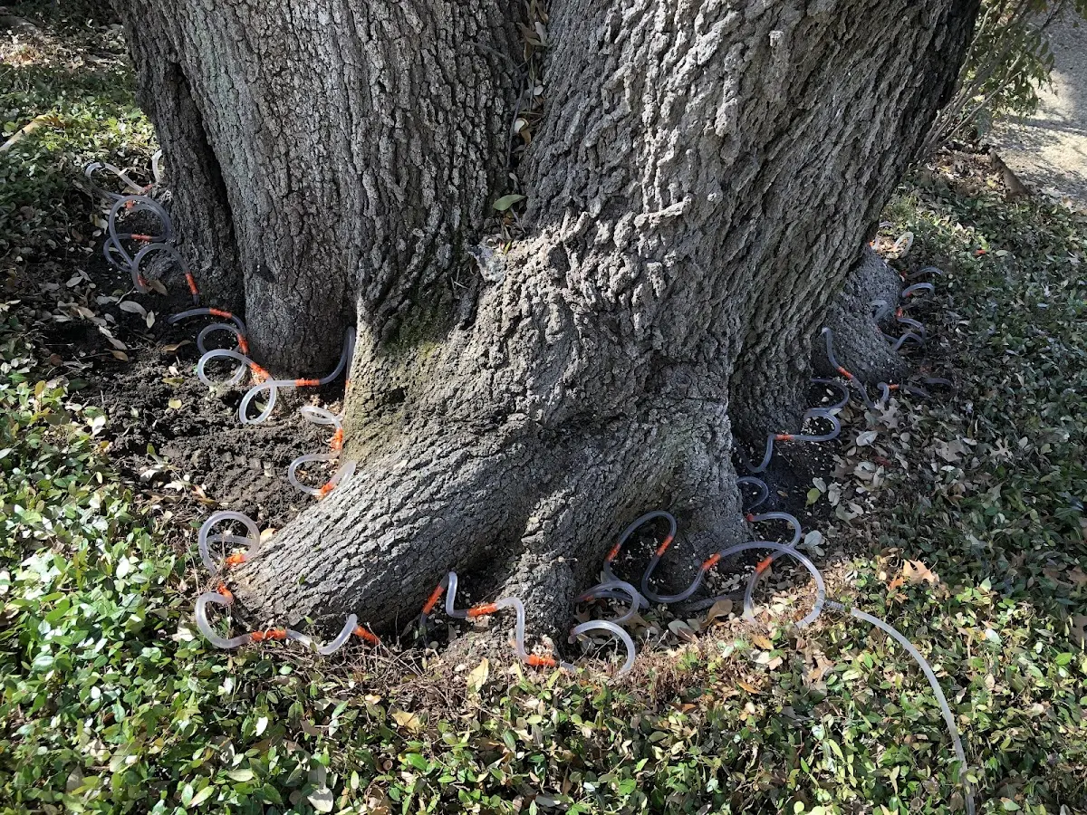 Detailed Tree Cabling and Bracing job site in Hanamaulu