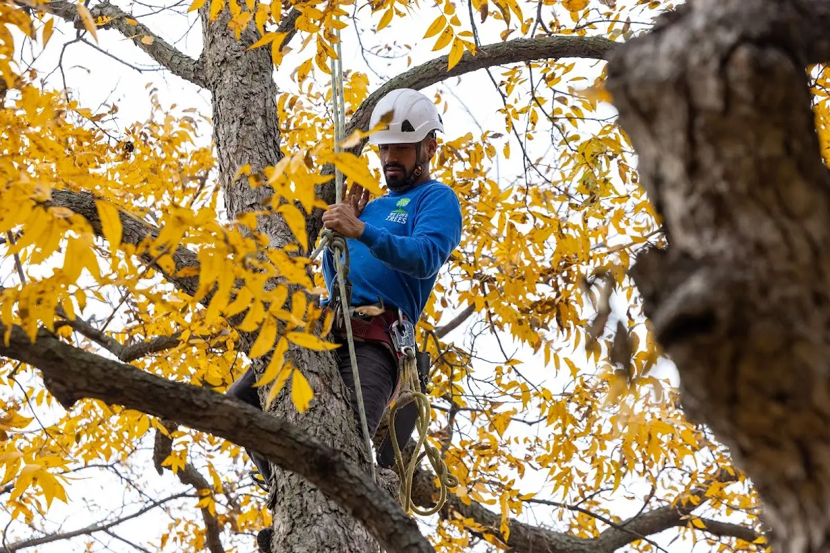 Skilled Tree Pruning crew working in Hanamaulu